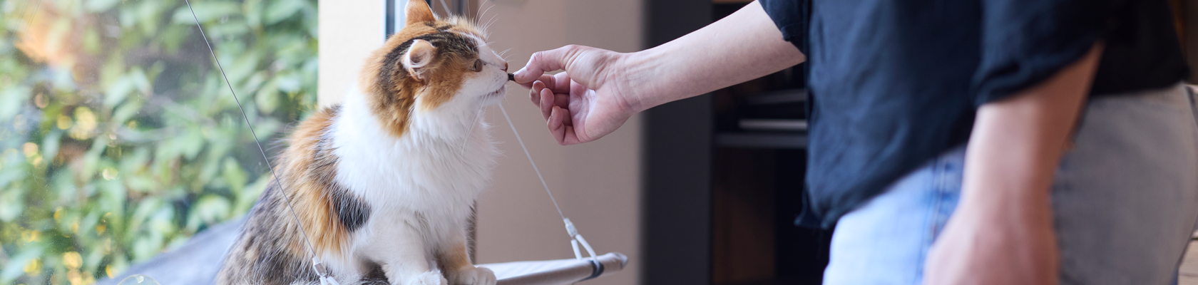 gato a tomar chew floragest_1680x400.png